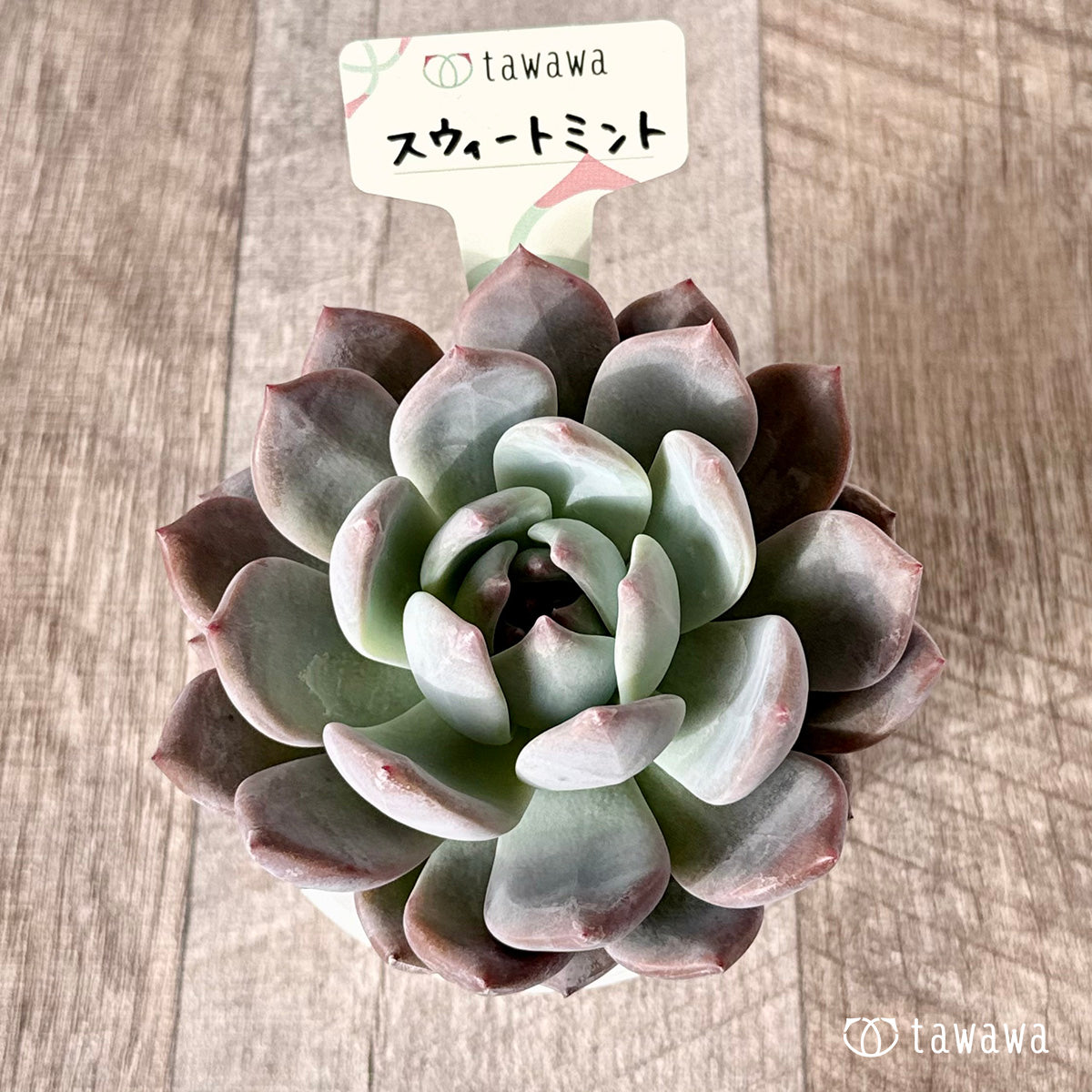 ＊新発売＊　スウィートミント（エアーマジック農園）【tawawaハウス苗】（A-30s浅鉢）
