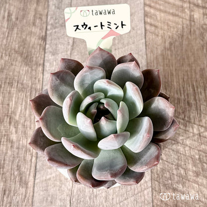 ＊新発売＊　スウィートミント（エアーマジック農園）【tawawaハウス苗】（A-30s浅鉢）