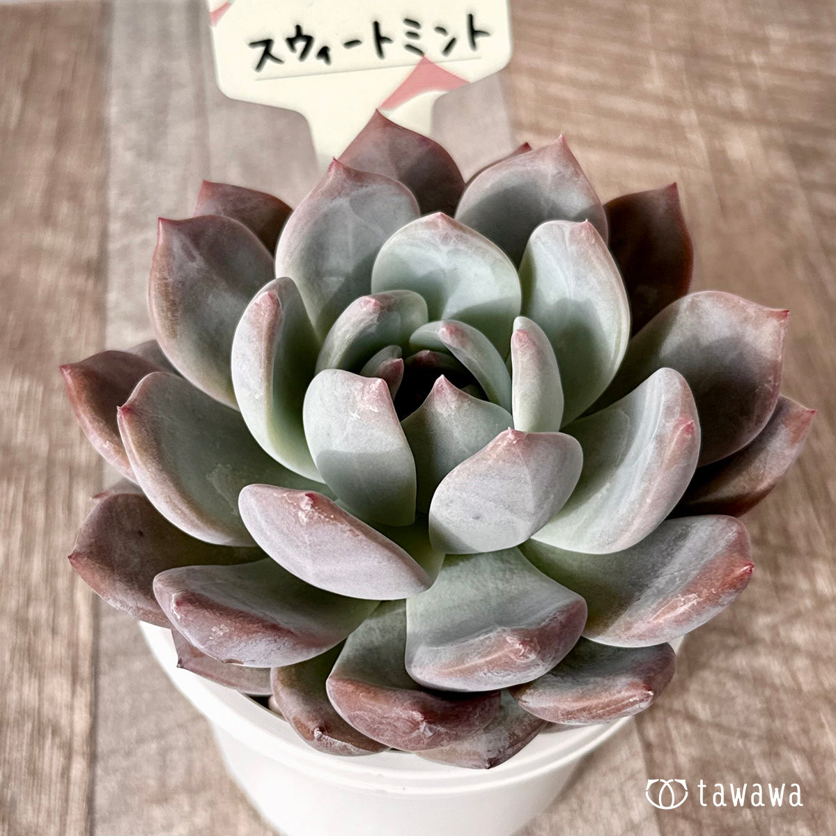 多肉植物　韓国苗　マジック マッチメーカー 群生 韓国苗 多肉植物 多肉植物 プクニク 通販