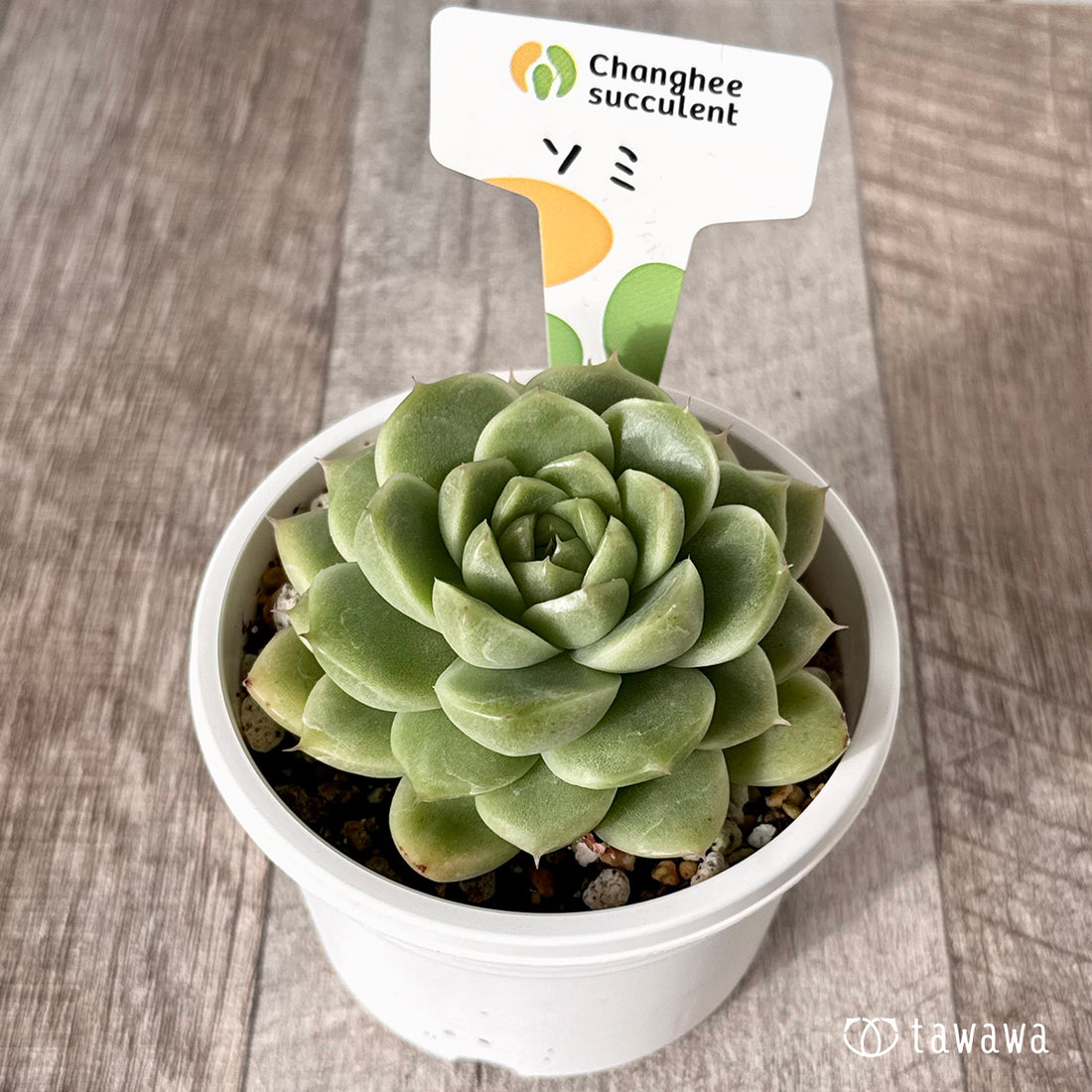 New Arrivals: Ice Green