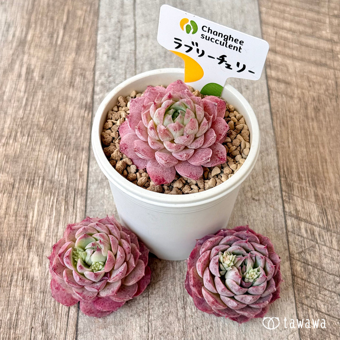 ラブリーチェリー【単頭苗】(チャンヒー農園苗)