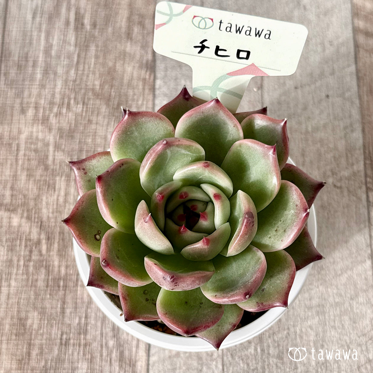 Chihiro (Air Magic Garden) [Tawawa House Seedling] (A-30s Shallow Pot)