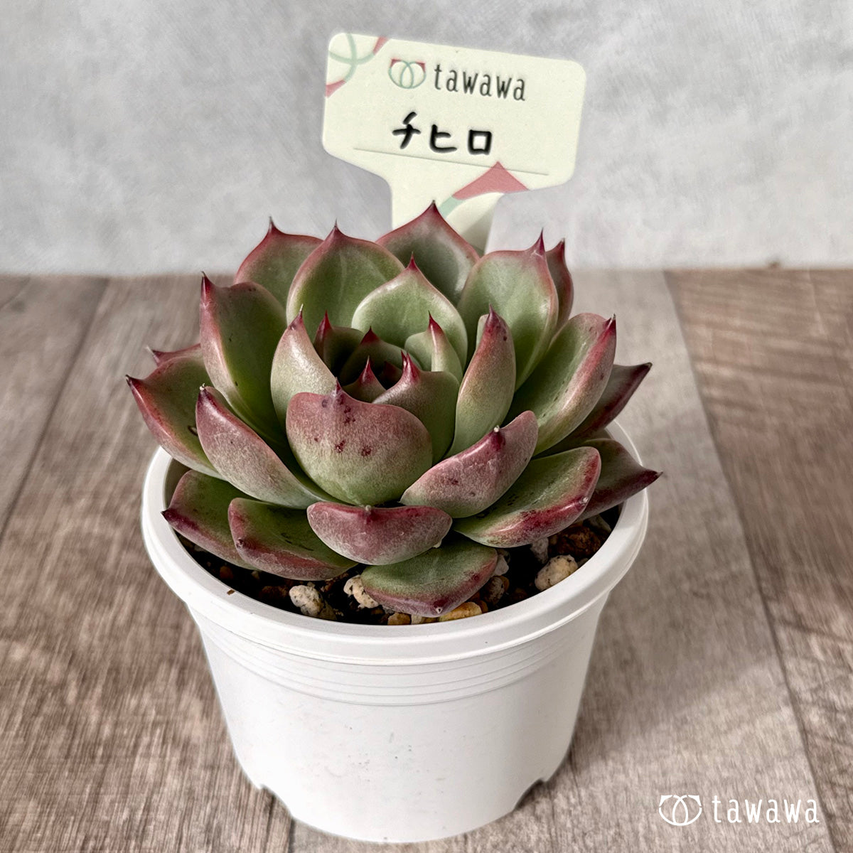 ＊新発売＊　チヒロ（エアーマジック農園）【tawawaハウス苗】（A-30s浅鉢）
