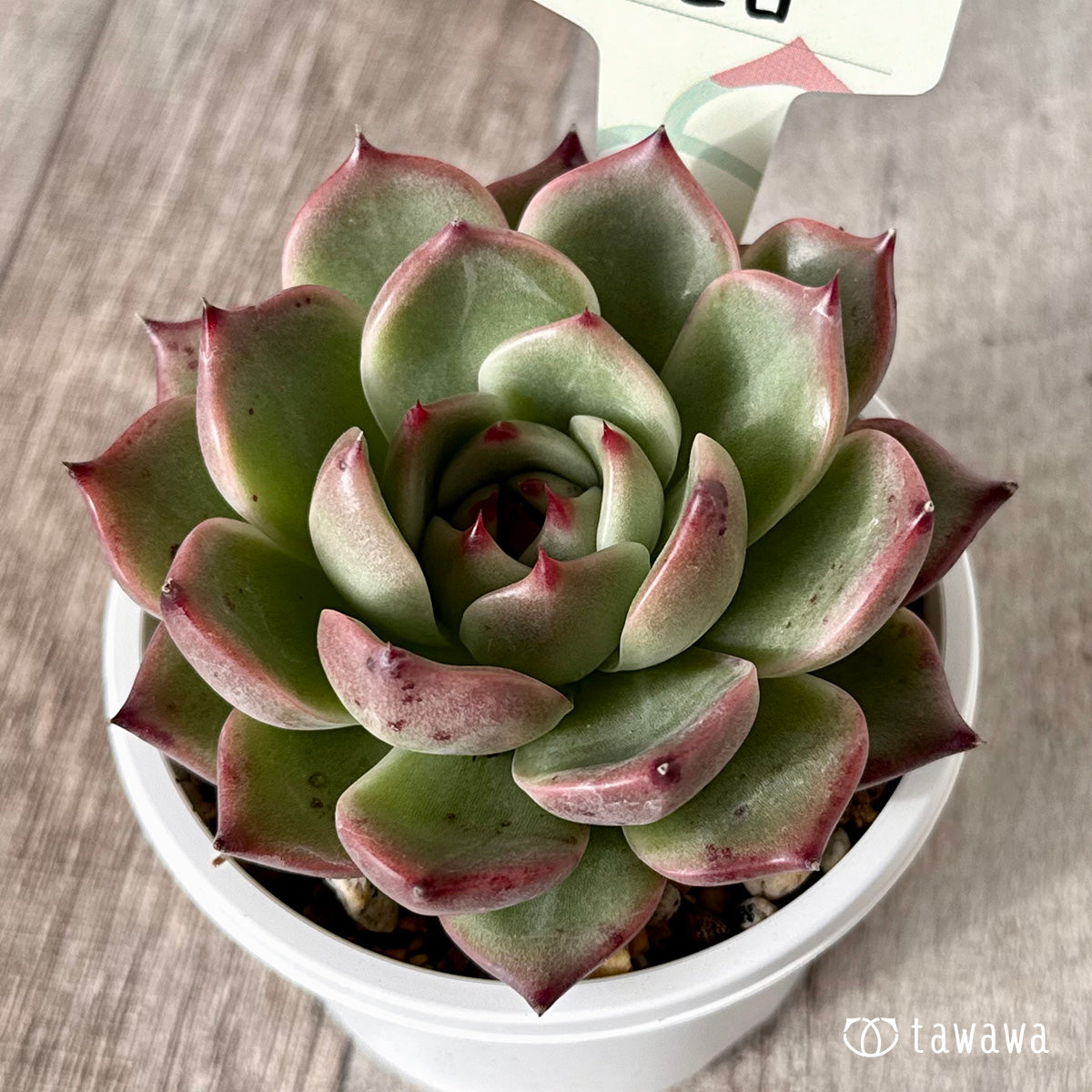 Chihiro (Air Magic Garden) [Tawawa House Seedling] (A-30s Shallow Pot)