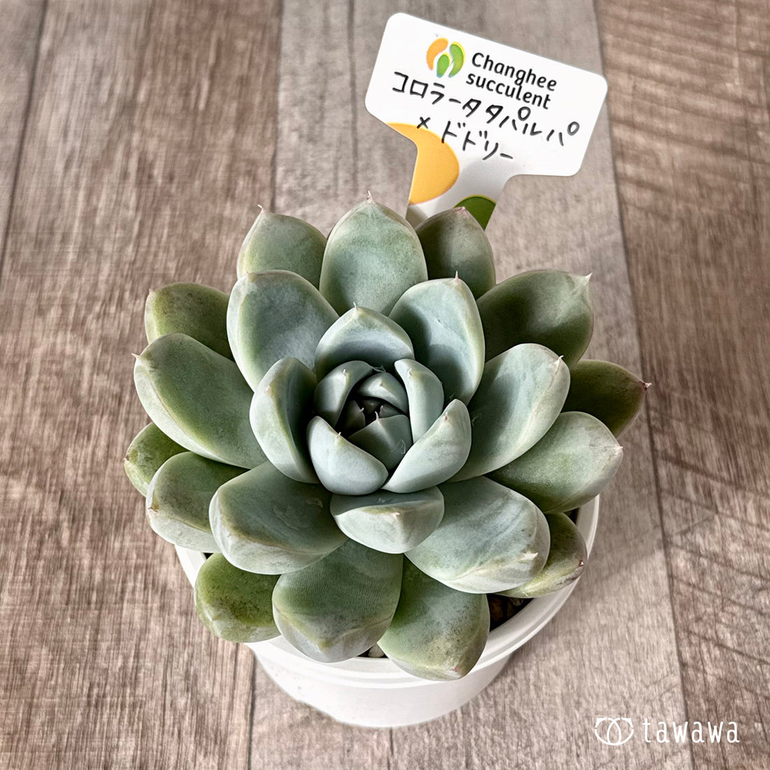 New Arrivals: Ice Green