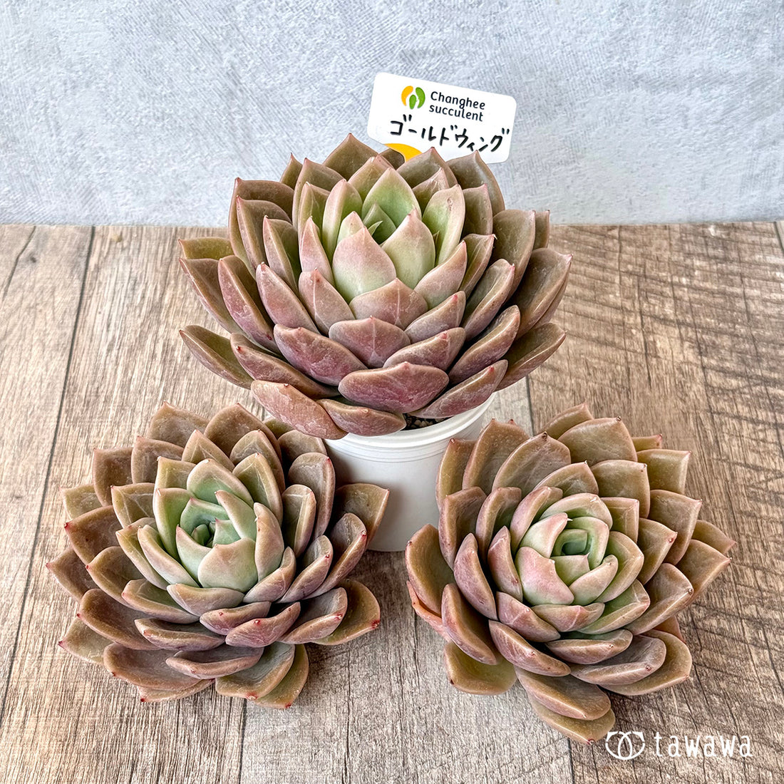 ゴールドウィング (チャンヒー農園苗)