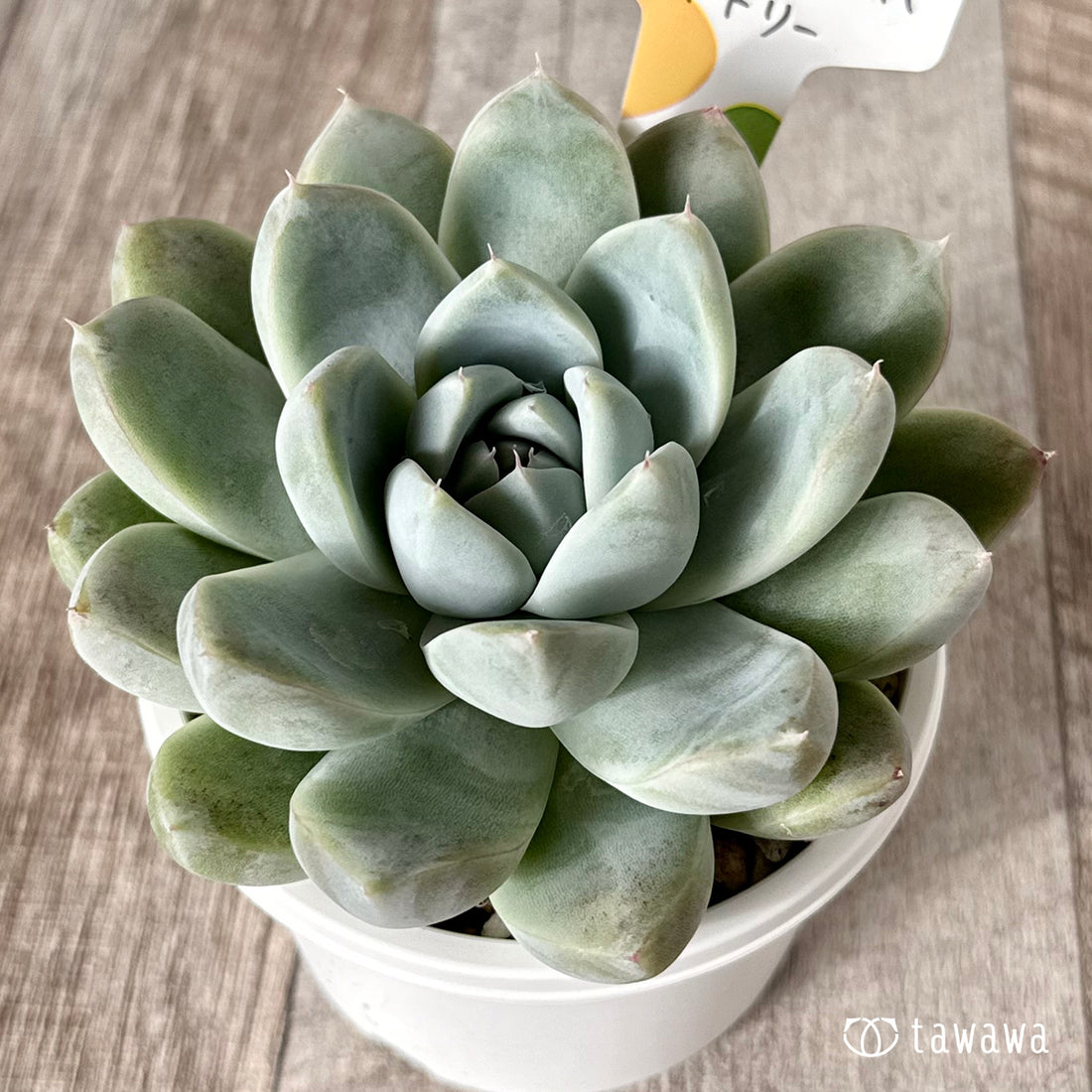 New Arrivals: Ice Green