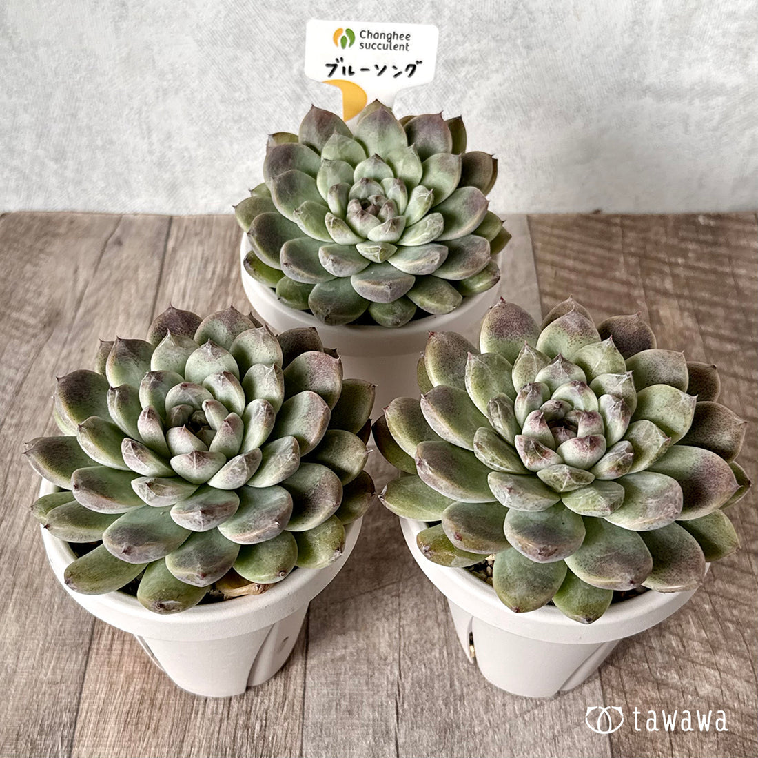 ブルーソング (チャンヒー農園)【tawawaハウス苗】 (根張り鉢)