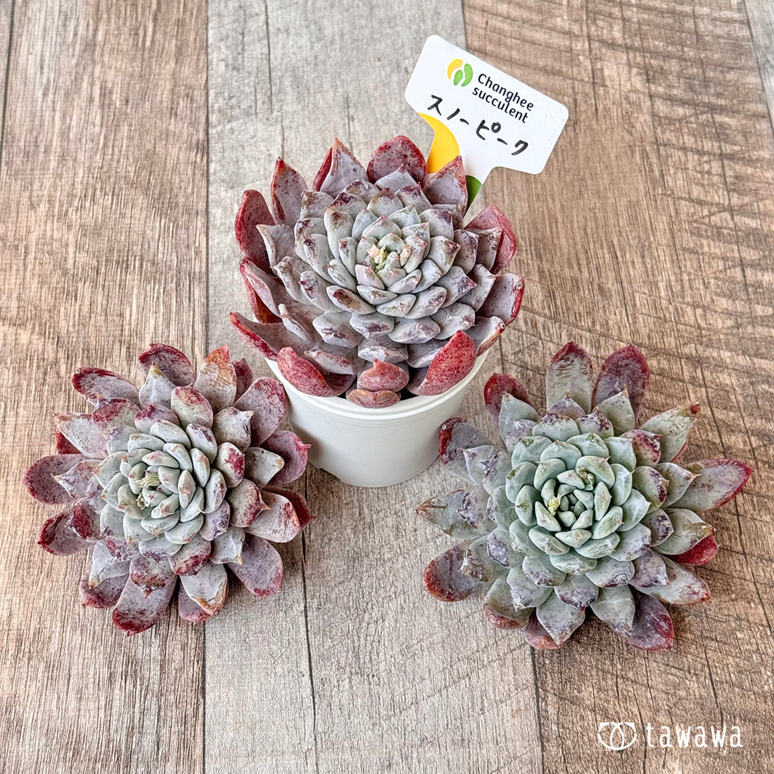 New Arrivals: Ice Green