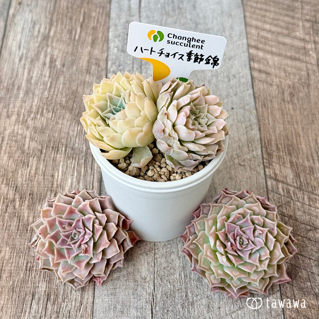ハートチョイス季節錦 (チャンヒー農園苗)