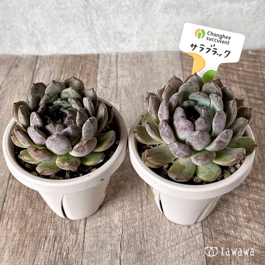 サラブラック(チャンヒー農園)【tawawaハウス苗】(根張り鉢)