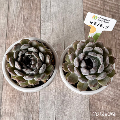 ＊新発売＊　サラブラック（チャンヒー農園）【tawawaハウス苗】(根張り鉢）