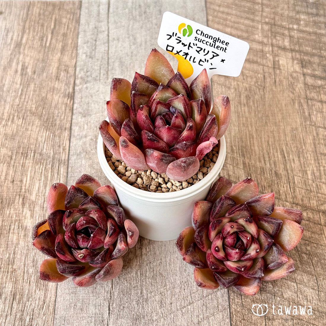 ブラッドマリア×ロメオルビン (チャンヒー農園苗)