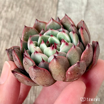 ＊新入荷＊　インディゴミニ×チワワエンシスsp（チャンヒー農園苗）