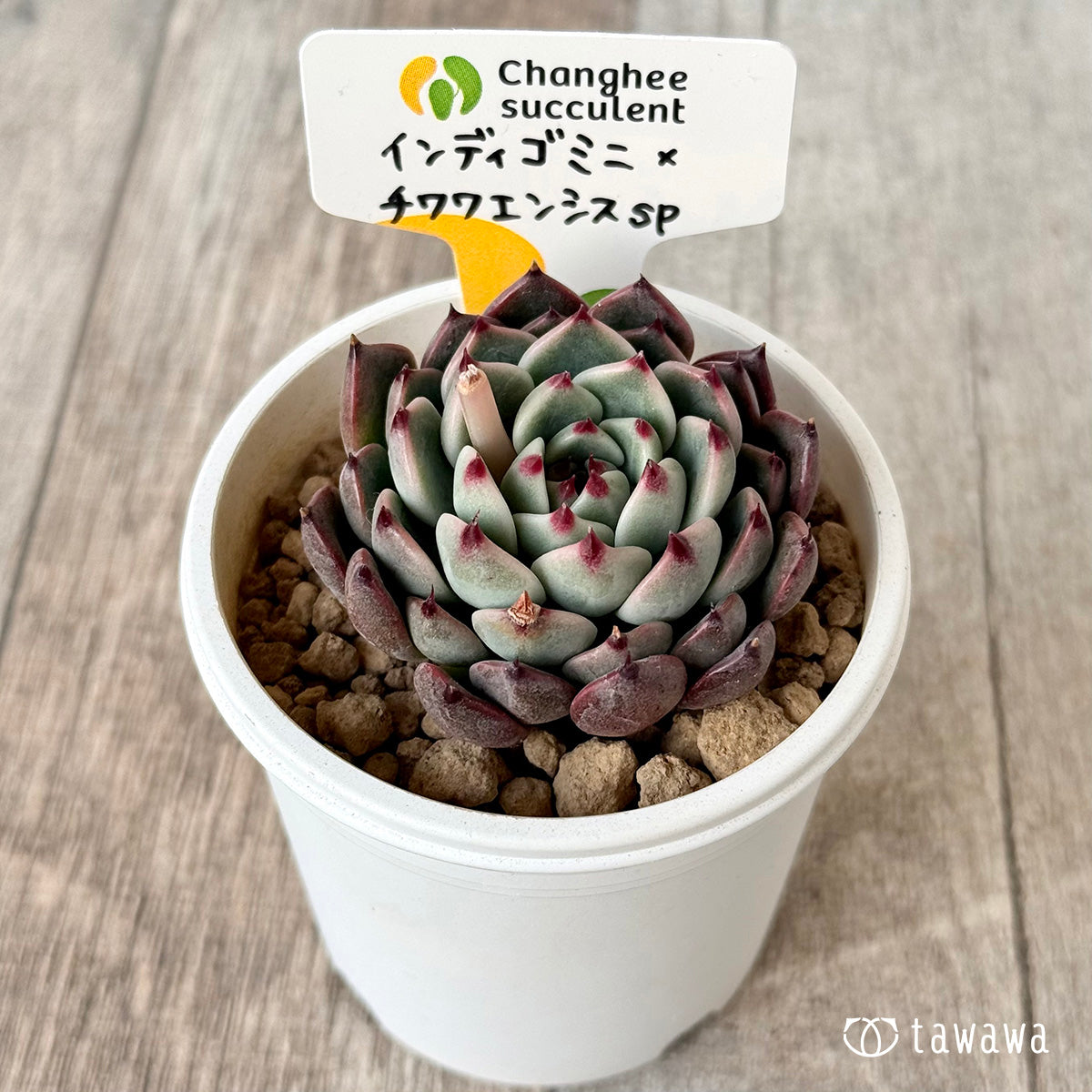 ＊新入荷＊　インディゴミニ×チワワエンシスsp（チャンヒー農園苗）