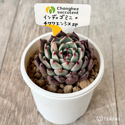 ＊新入荷＊　インディゴミニ×チワワエンシスsp（チャンヒー農園苗）