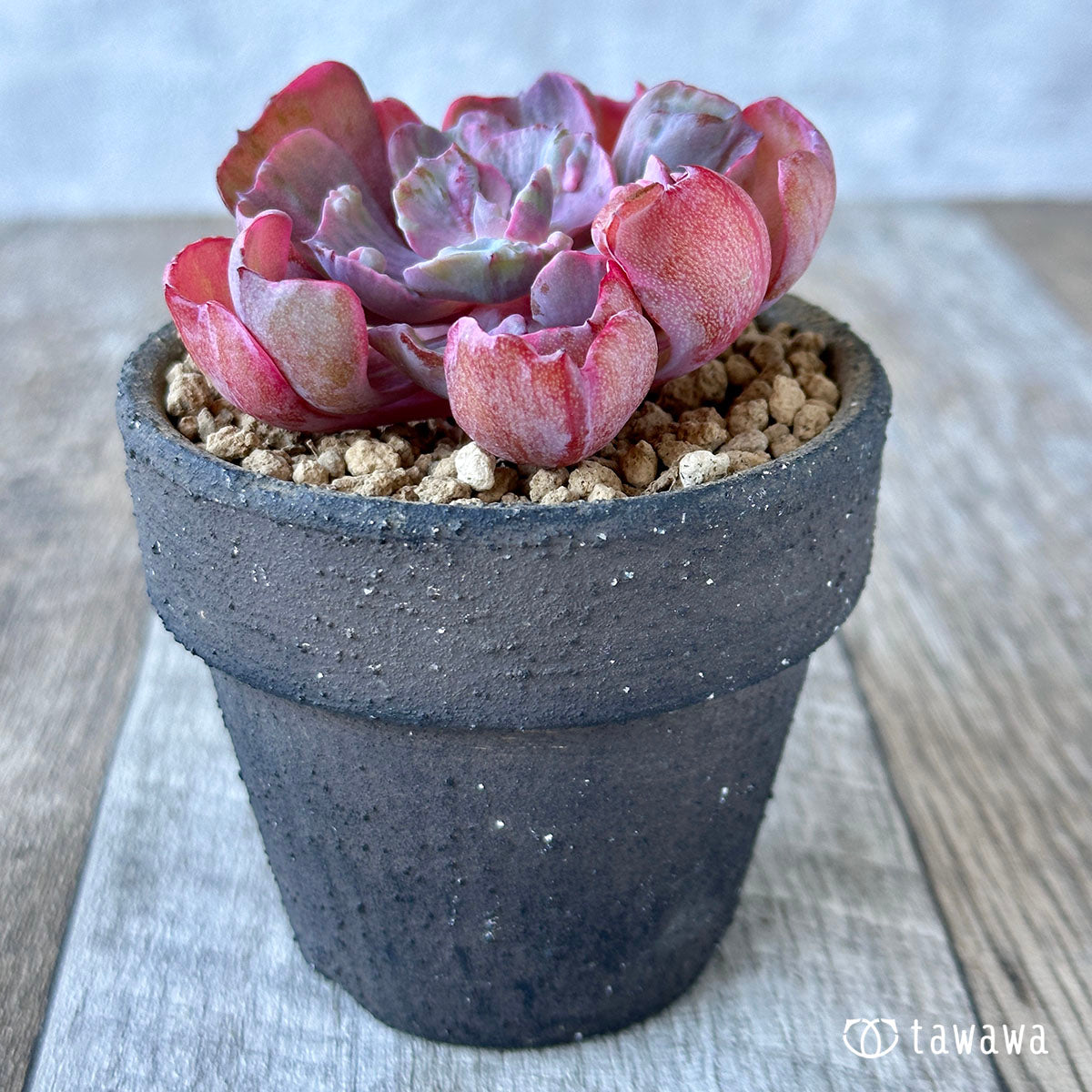 New Arrival* Cubic Frost