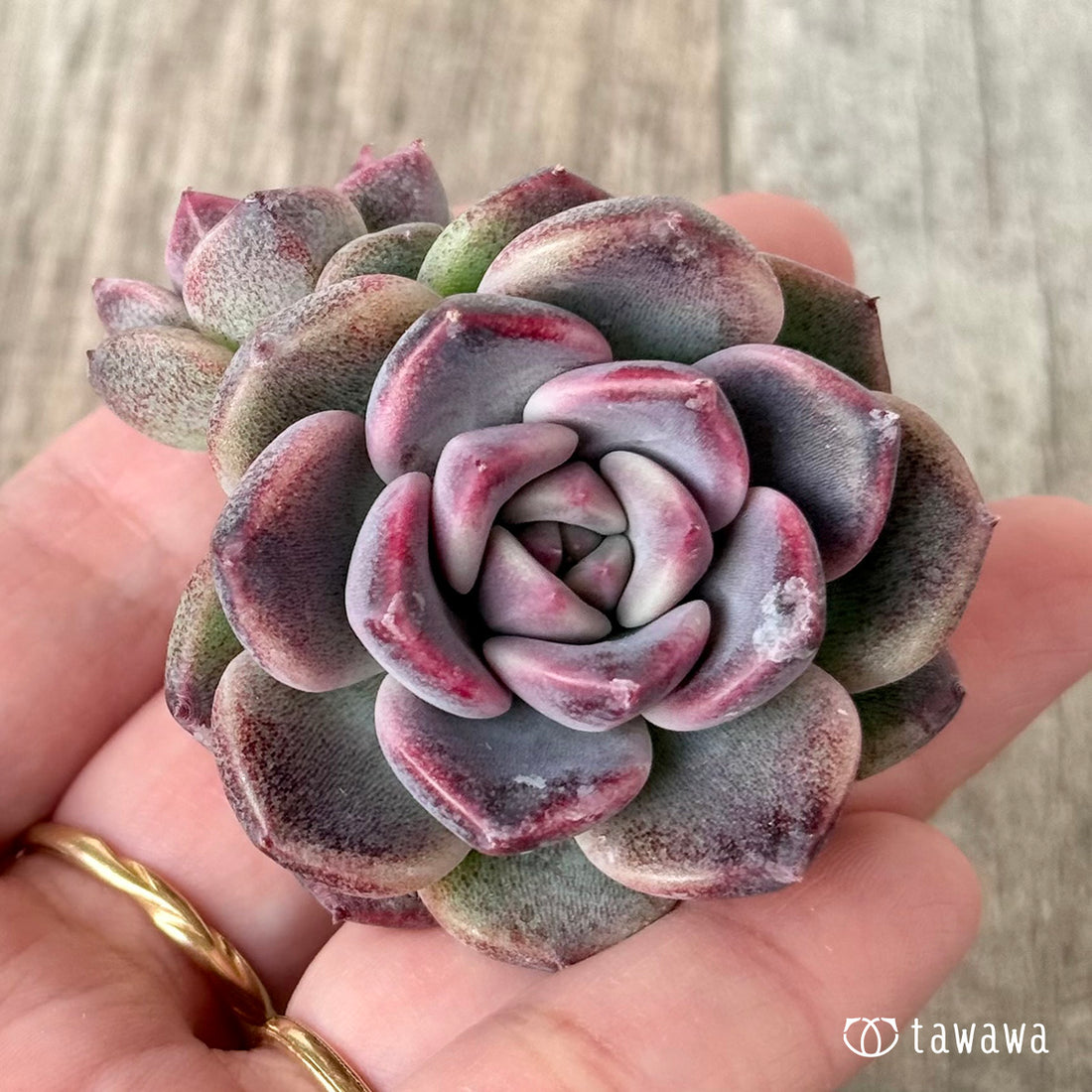 New Arrivals: Ice Green