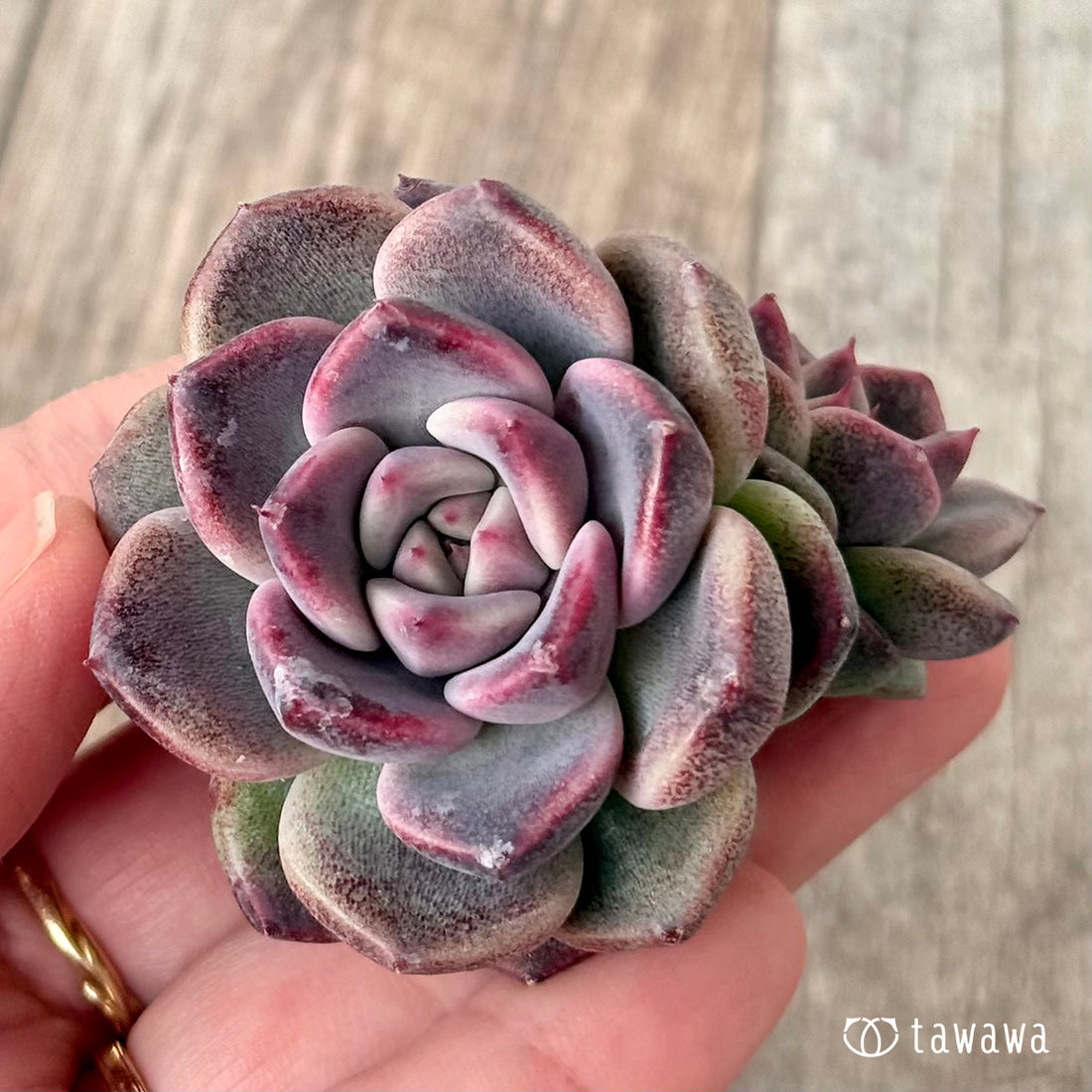 New Arrivals: Ice Green