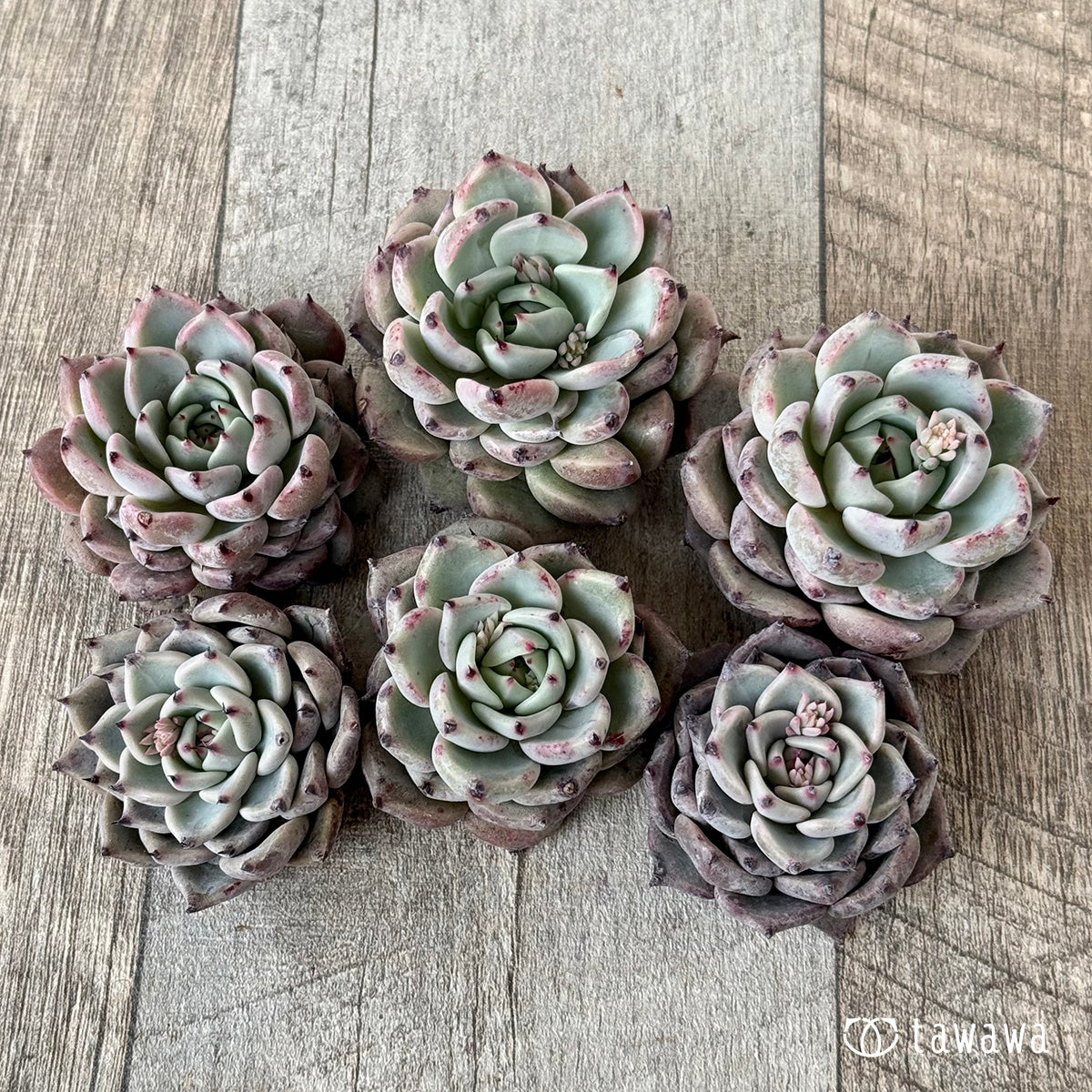 ＊新入荷＊　ガゼル（チャンヒー農園苗）