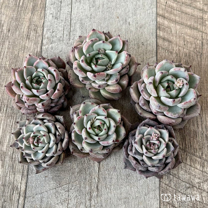 ＊新入荷＊　ガゼル（チャンヒー農園苗）