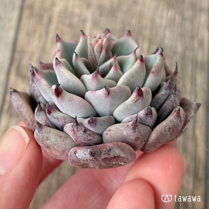 ＊新入荷＊　ガゼル（チャンヒー農園苗）