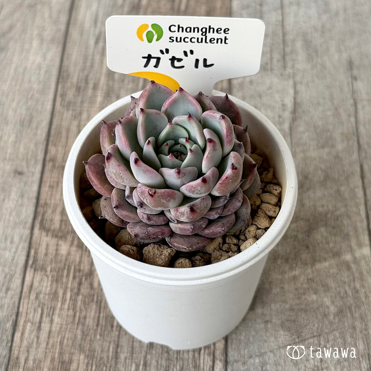 ガゼル（チャンヒー農園苗） – 多肉植物の通販・販売サイト tawawa