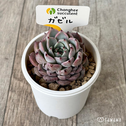 ＊新入荷＊　ガゼル（チャンヒー農園苗）