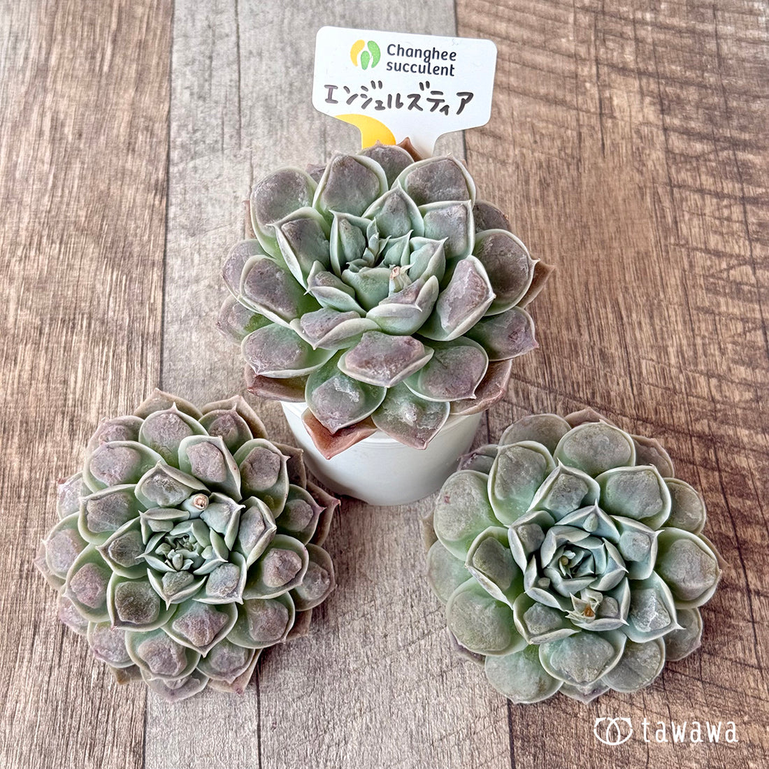 エンジェルズティア(チャンヒー農園苗)