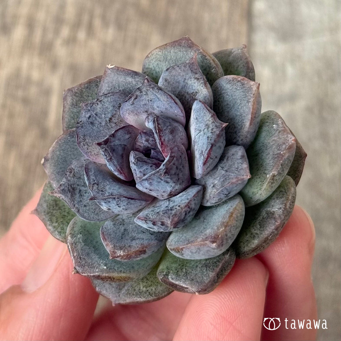 페로몬 (챔피언 모종)