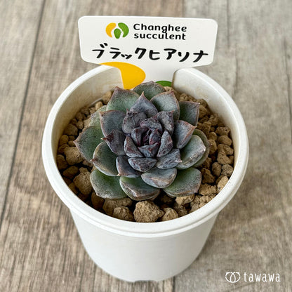ブラックヒアリナ（チャンヒー農園苗）