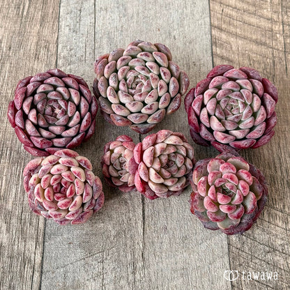 ＊新入荷＊　メテオ（チャンヒー農園苗）