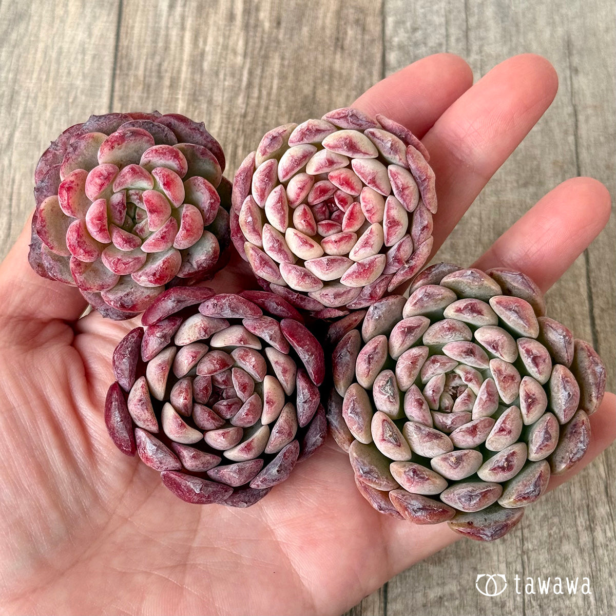 メテオ（チャンヒー農園苗）
