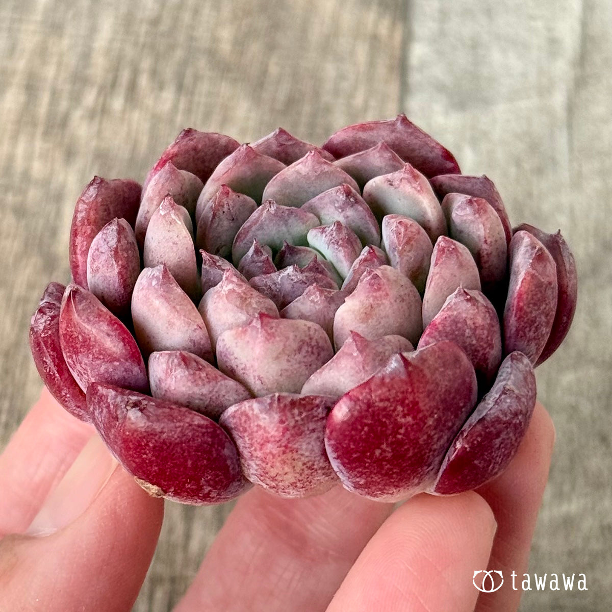 新入荷＊ メテオ（チャンヒー農園苗） – 多肉植物の通販・販売サイト