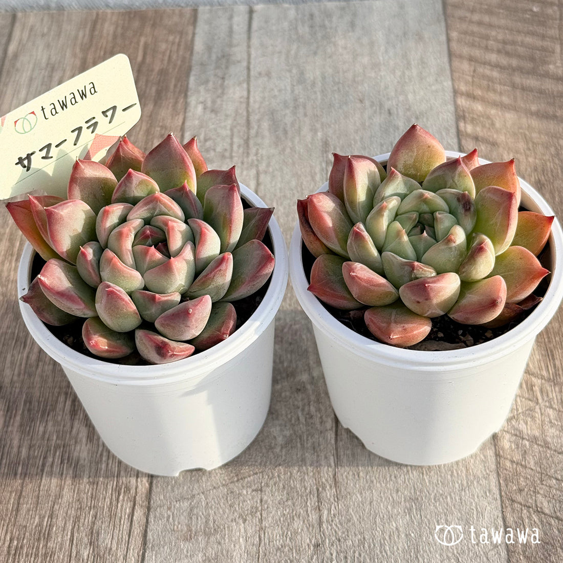 サマーフラワー 【tawawaハウス苗】