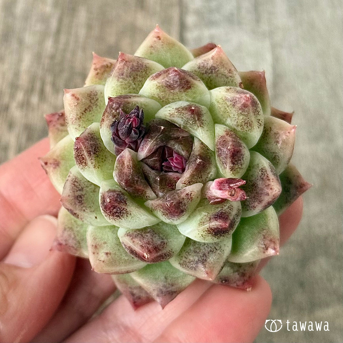 ＊新入荷＊　ダークサークル（チャンヒー農園苗）