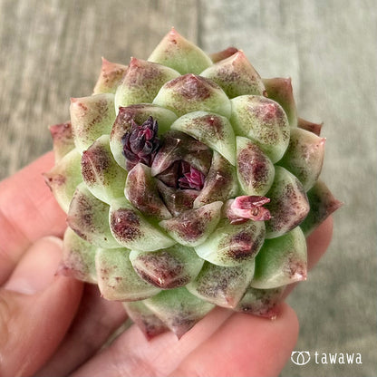 ＊新入荷＊　ダークサークル（チャンヒー農園苗）