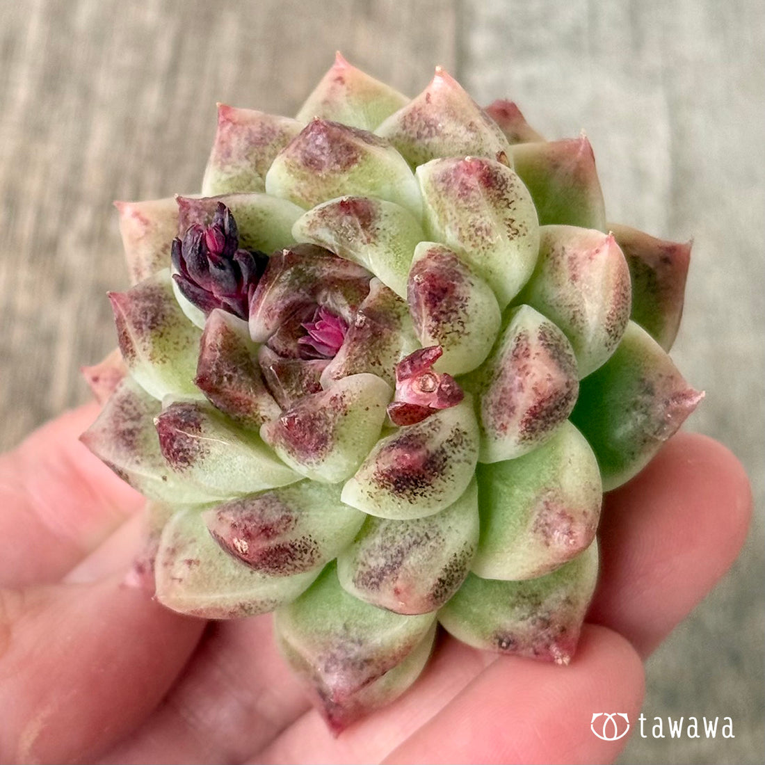 ＊新入荷＊　ダークサークル（チャンヒー農園苗）