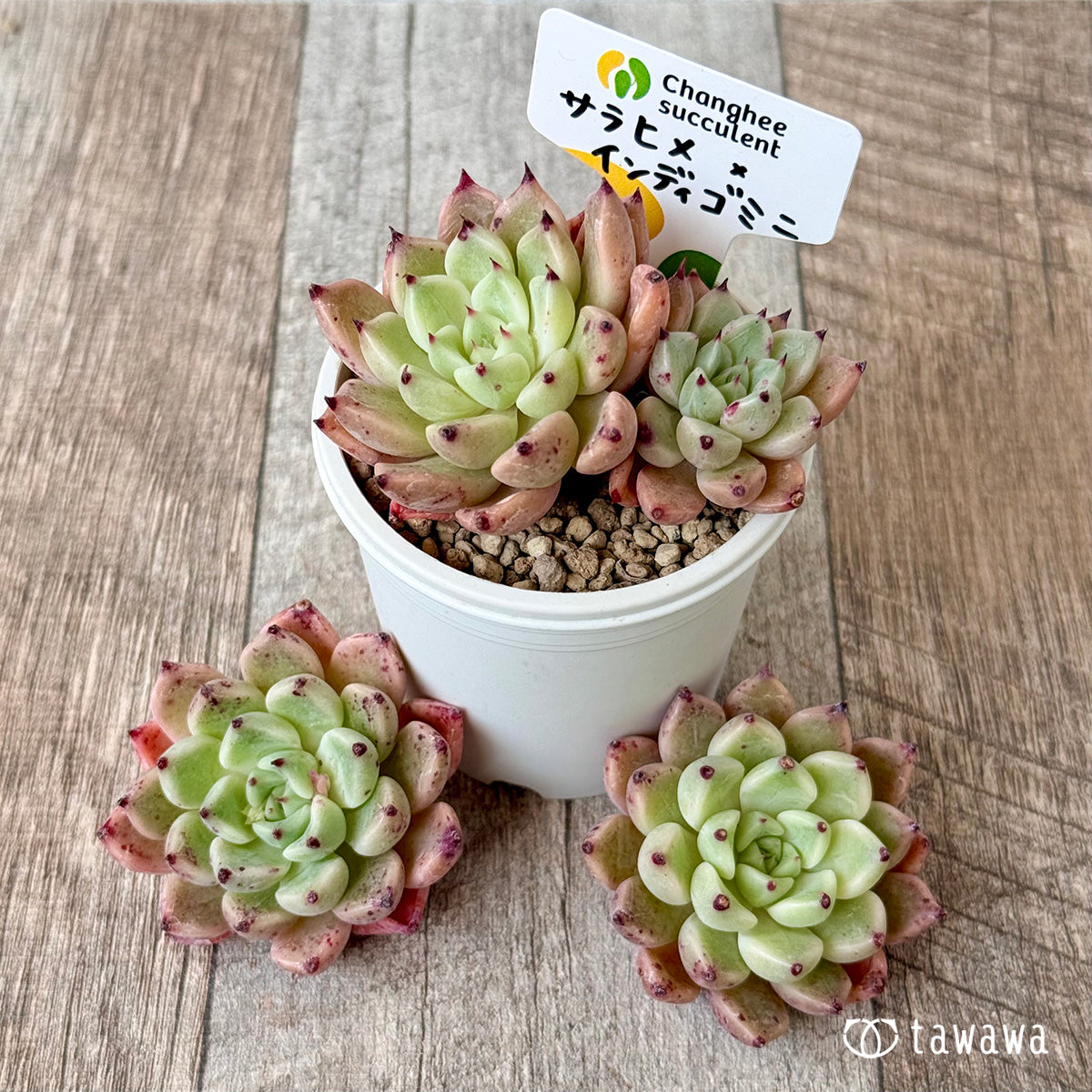 사라히메 × 인디고 미니 (챔피언 모종)
