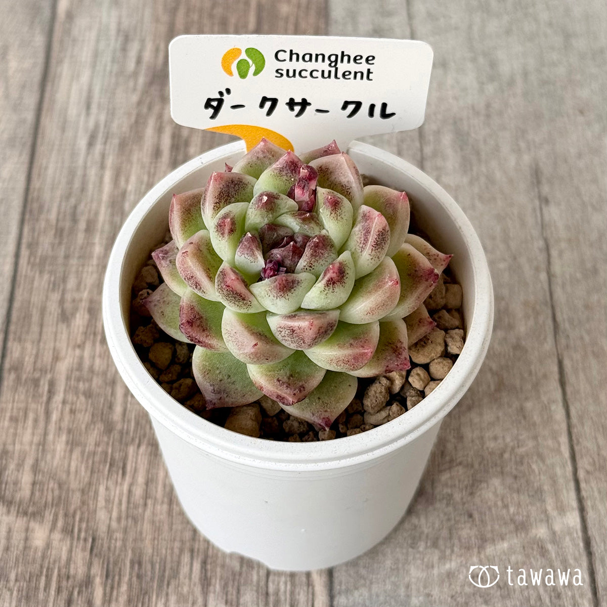 ダークサークル（チャンヒー農園苗） – 多肉植物の通販・販売サイト tawawa