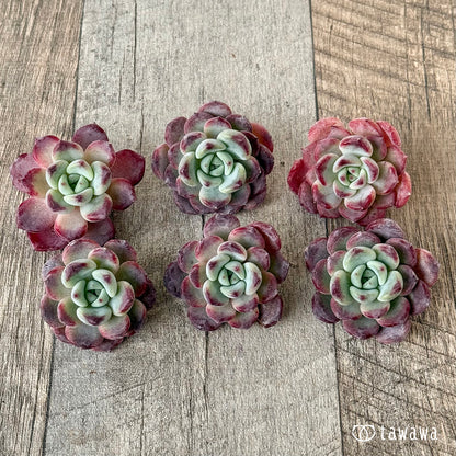 New Arrivals: Ice Green