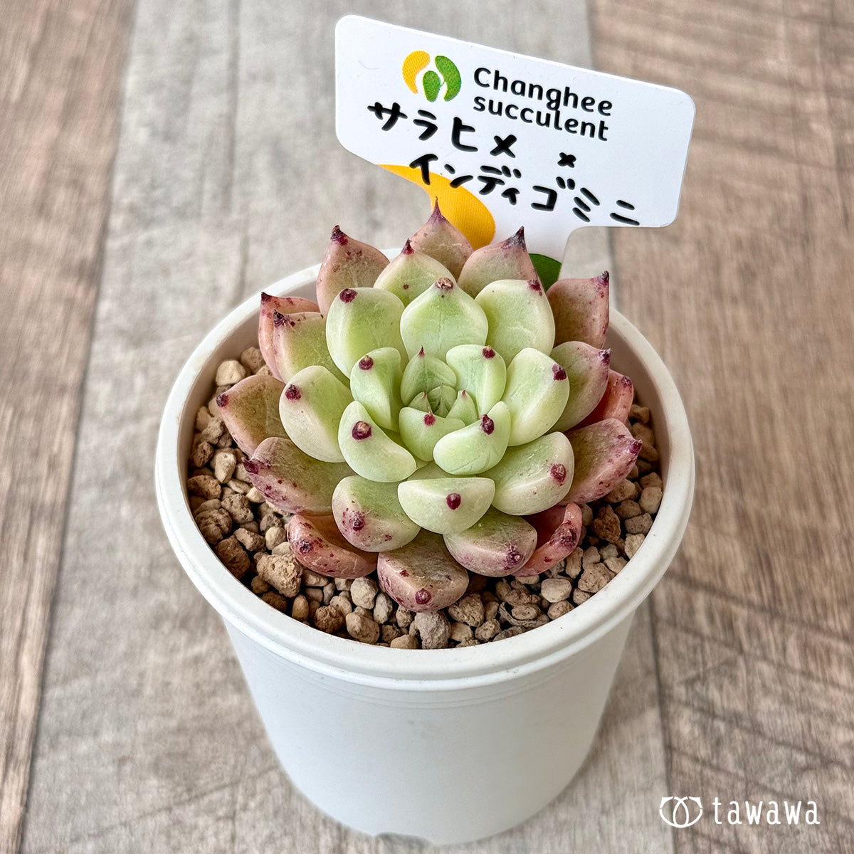 사라히메 × 인디고 미니 (챔피언 모종)