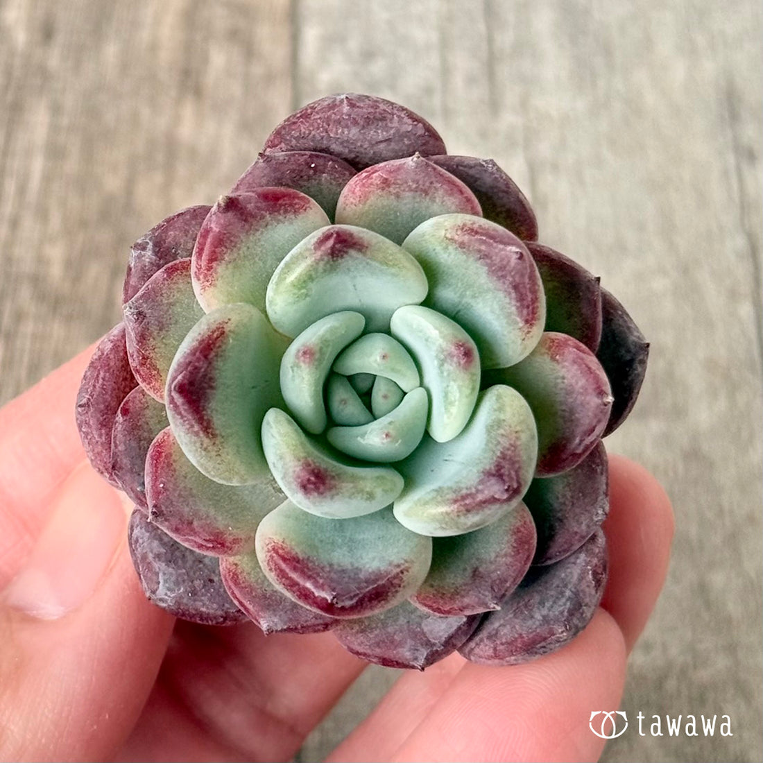 New Arrivals: Ice Green