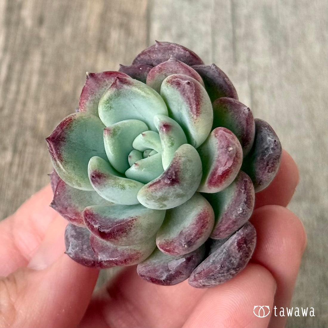 New Arrivals: Ice Green