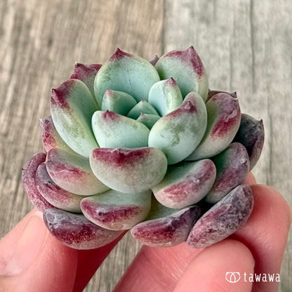 New Arrivals: Ice Green