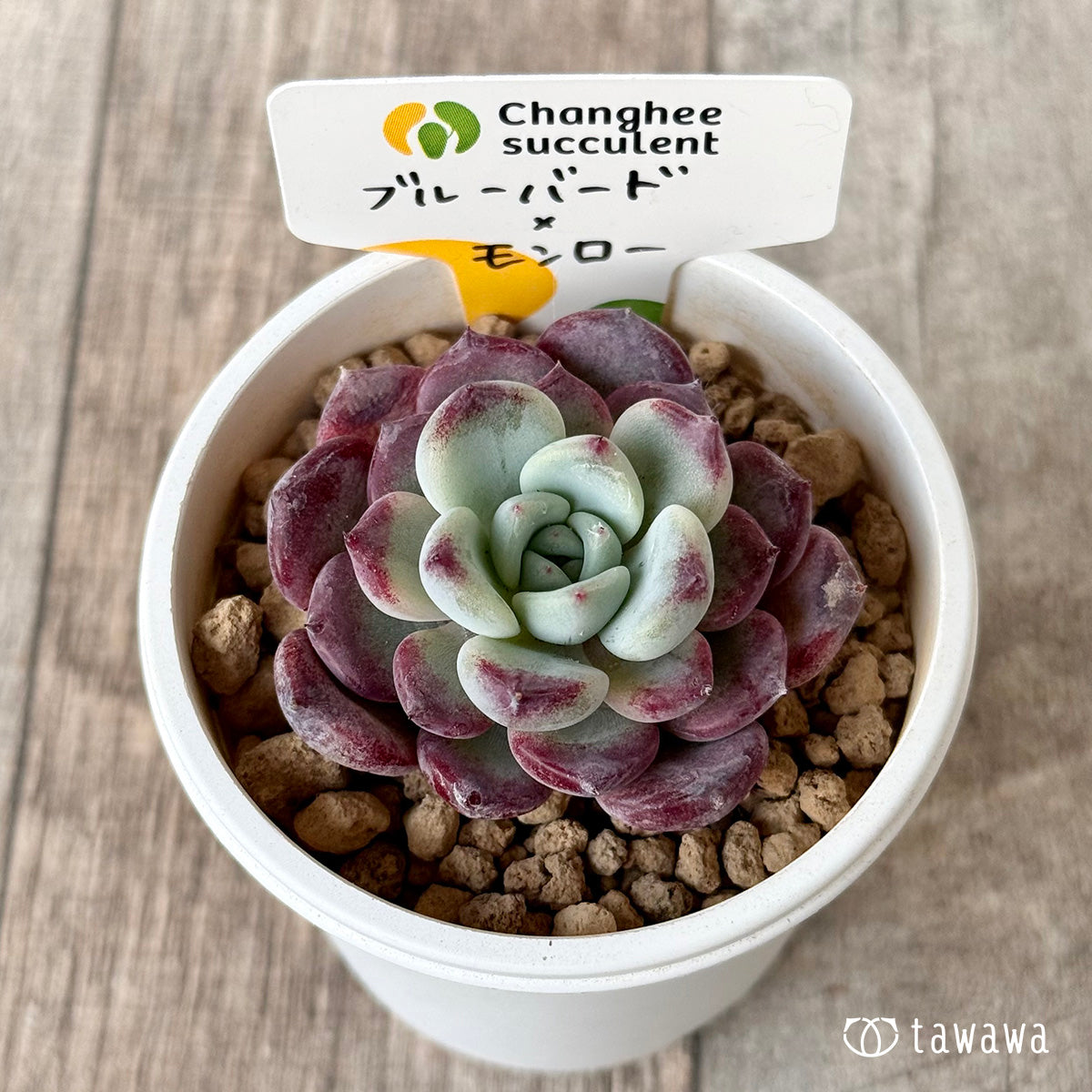 New Arrivals: Ice Green