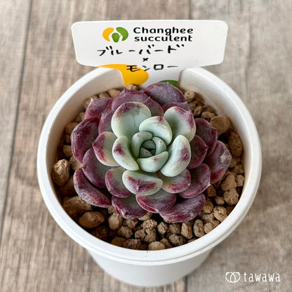 New Arrivals: Ice Green