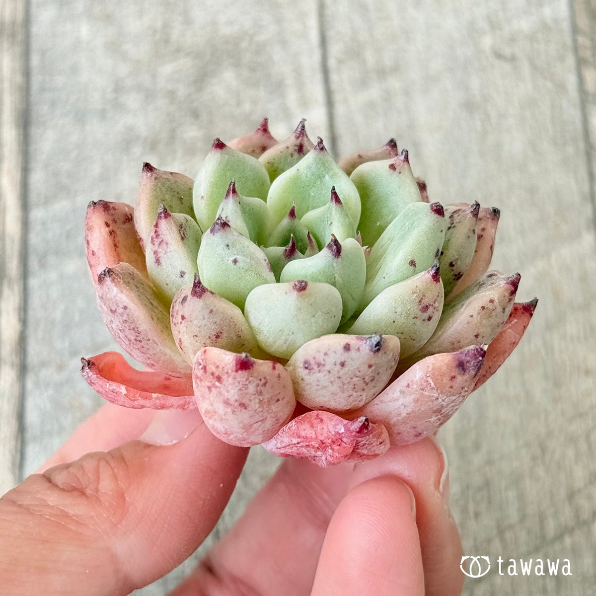 사라히메 × 인디고 미니 (챔피언 모종)