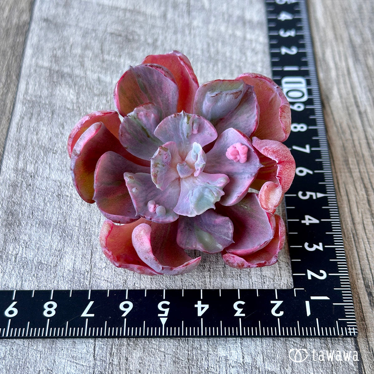 New Arrival* Cubic Frost