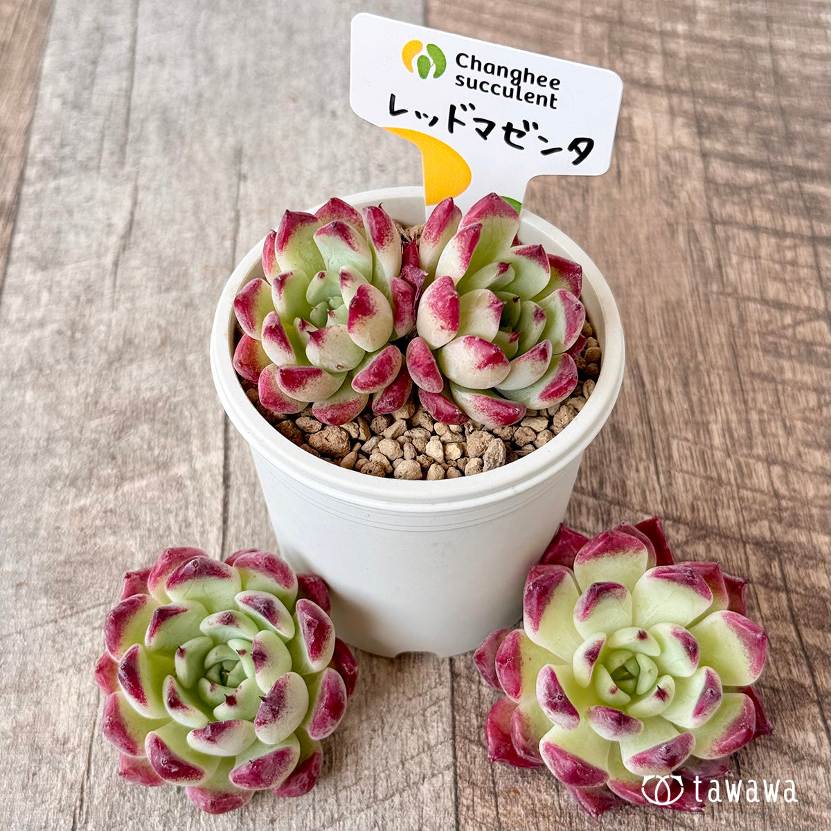 レッドマゼンタ（チャンヒー農園苗）